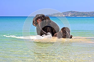 Swimming elephants