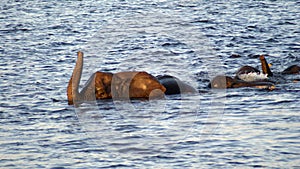 Swimming elephants in Chobe River