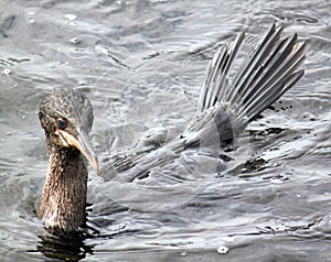 Swimming Flightless Cormorants (Galapagos, Ecuador)