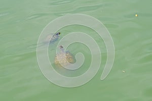 swimming Florida red-bellied