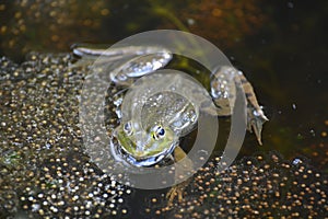 Swimming Frog In Pond