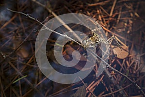 A swimming frog in river