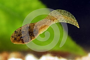 Swimming Frog Tadpole