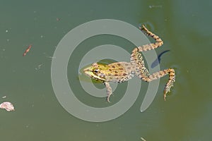 Swimming frog with tadpole in a pond