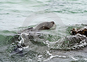 Swimming Galapagos Sea Lion