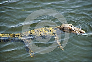 Swimming gator