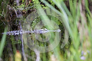 Swimming Gator