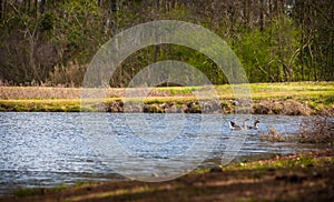 Swimming Geese