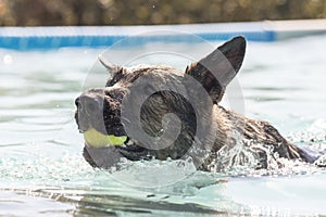 Swimming German Shepherd Dog after dock diving with tennis ball