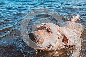 Swimming is good for the dog`s skeleton