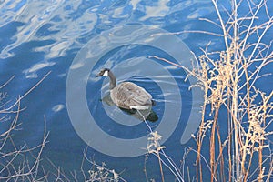 A Swimming Goose in Jackie Onassis Reservoir in Central Park,New York photo