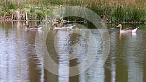 Swimming grayleg geese and three goslings