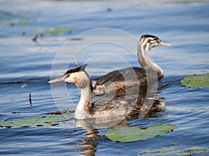 Swimming Great-crested Grebe