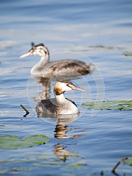 Swimming Great-crested Grebe