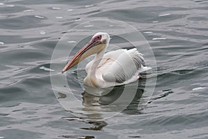 Swimming great white pelican at Walvis Bay, Namibia