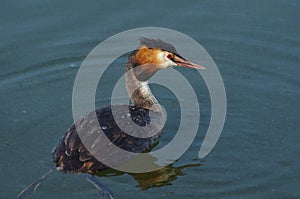 Swimming grebe