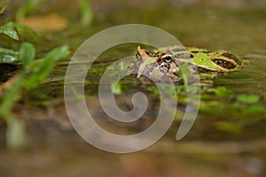 Swimming green pacman in water