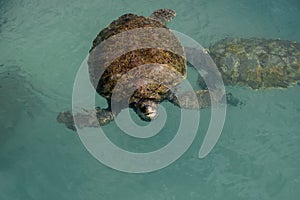 Swimming Green Sea Turtle in Grand Cayman