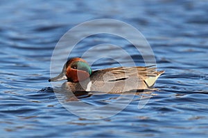 Swimming Green Winged Teal photo