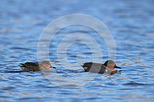 Swimming Green Winged Teal Pair photo