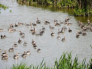 Swimming greylag geese â€“ crÃ¨che with boy and adult birds