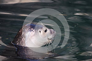 swimming habor seal smiling