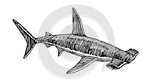 Swimming hammerhead shark, dangerous sea predator, fish, for logo or emblem