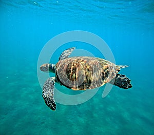 swimming hawksbill sea turtle or eretmochelys imbricata in malendure, guadeloupe