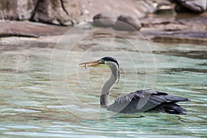 Swimming Heron Eating a Fish in Pool in ZSL London Zoo photo