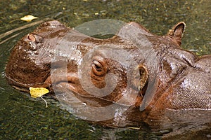 Swimming Hippo