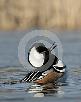 Swimming Hooded Merganser