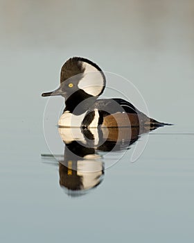 Swimming Hooded Merganser