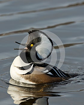 Swimming Hooded Merganser