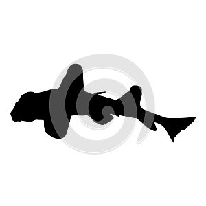 Swimming Horn Shark Heterodontus Francisci On a Side View Silhouette Found In Map Of North And West America