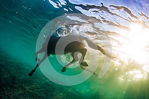 Swimming horse underwater shot against sun on water surface