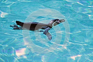 Swimming Humboldt Penguin