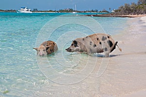 Swimming Island Pigs