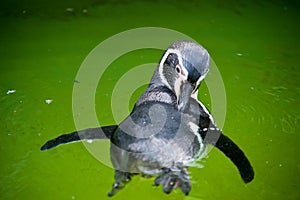 Swimming jackass penguin Spheniscus demersus