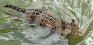 Swimming jaguar photo