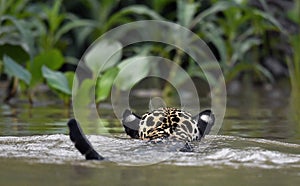 Swimming Jaguar in the river. Back view. Panthera onca. Natural habitat. Cuiaba river, Brazil