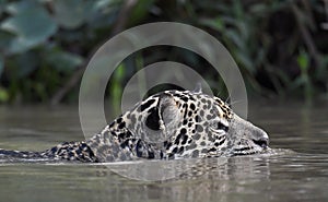 Swimming Jaguar in the river.  Close up, Side view. Panthera onca.