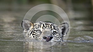 Swimming Jaguar in the river Cuiaba. Front view. Panthera onca. Natural habitat. Cuiaba river,  Brazil