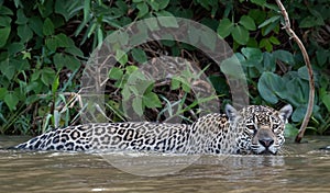 Swimming Jaguar in the river Cuiaba.