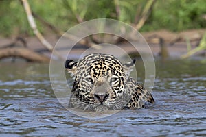 Swimming Jaguar in the river Cuiaba. Front view. Panthera onca. Natural habitat.