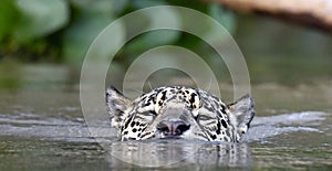 Swimming Jaguar in the river.  Front view. Panthera onca. Natural habitat.