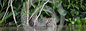 Swimming Jaguar in the river.