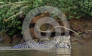 Swimming Jaguar in the river.  Side view. Panthera onca.