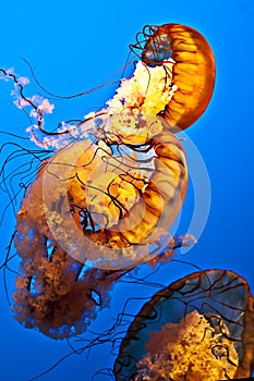 Swimming jellyfish