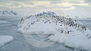 Swimming, jumping penguin colony. Antarctica.
