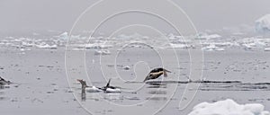 Swimming and Jumping Penguins among the Antarctic Sea Ice